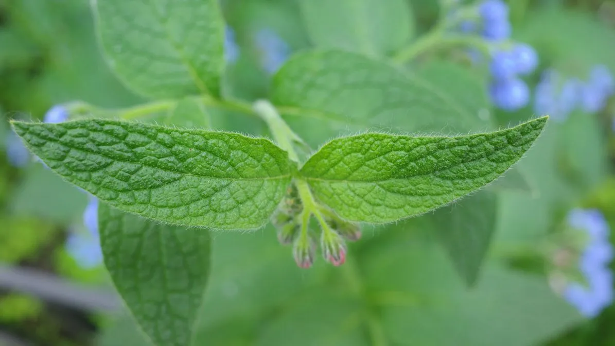 comfrey leaves use in natural at home treatment for pet's wound