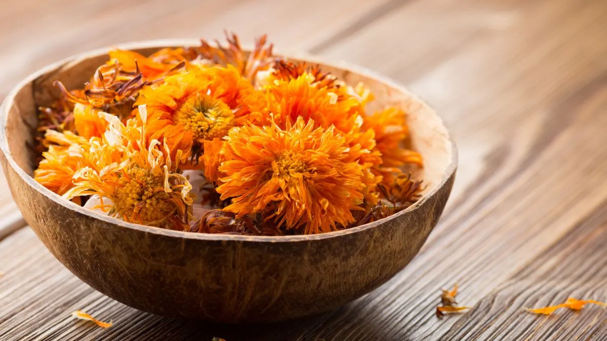 calendula flowers for natural at home treatment for pet's wound