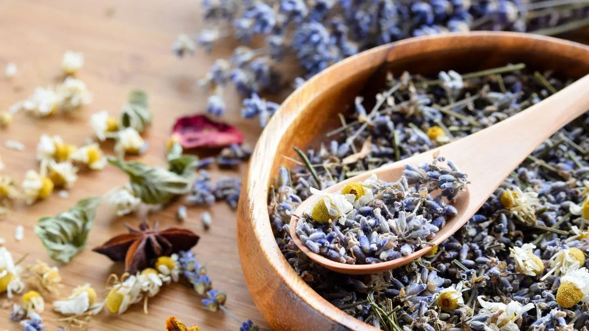 lavender herb for natural at home treatment for pet's wound