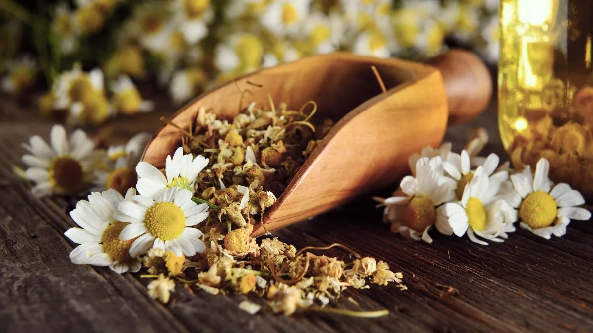 chamomile herb for natural at home treatment for pet's wound