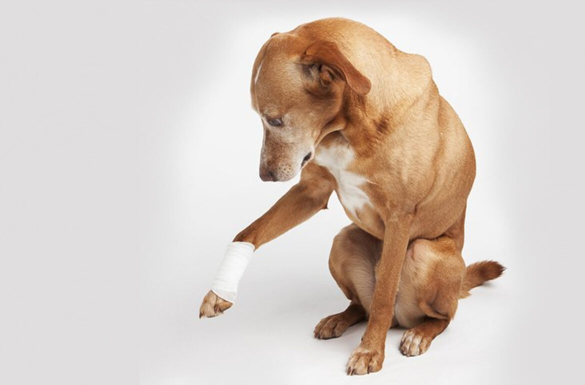 pet with injured paw that needs natural at home treatment for his wound