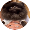 Kibo Pomeranian Thumbnail