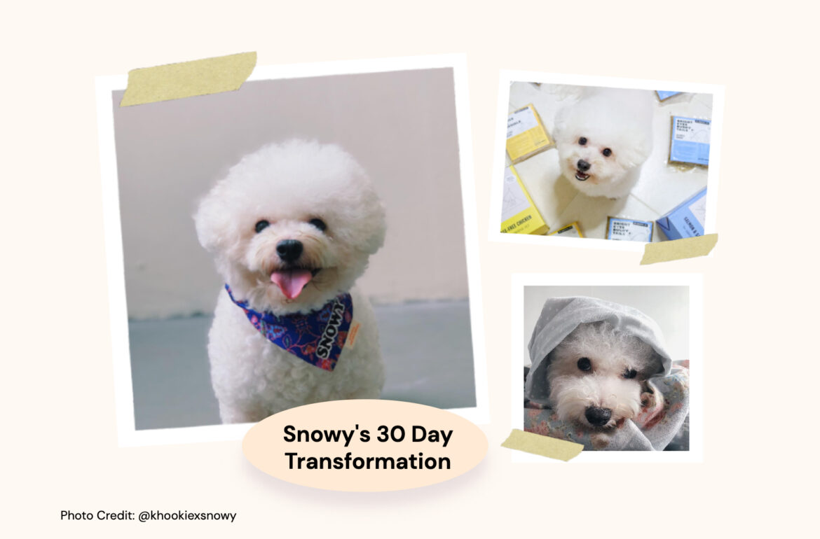 Dog skin transformation blog header image