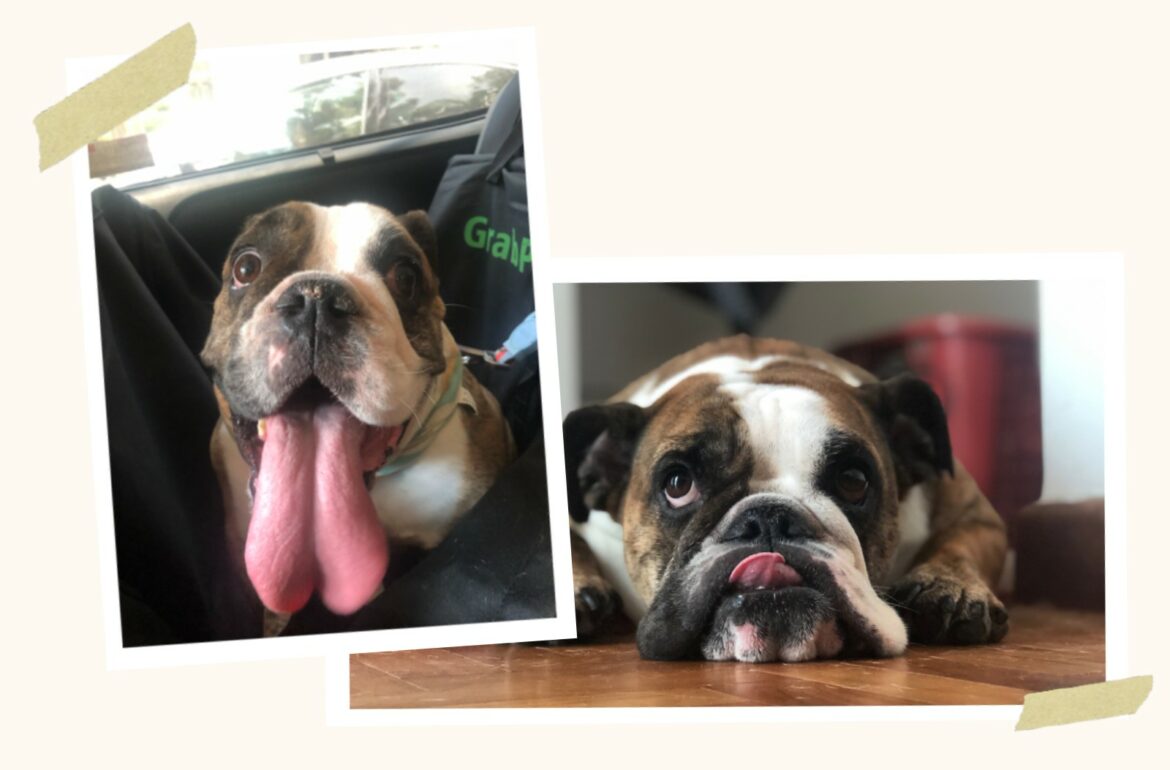 Mochi English Bulldog Testimonial Header