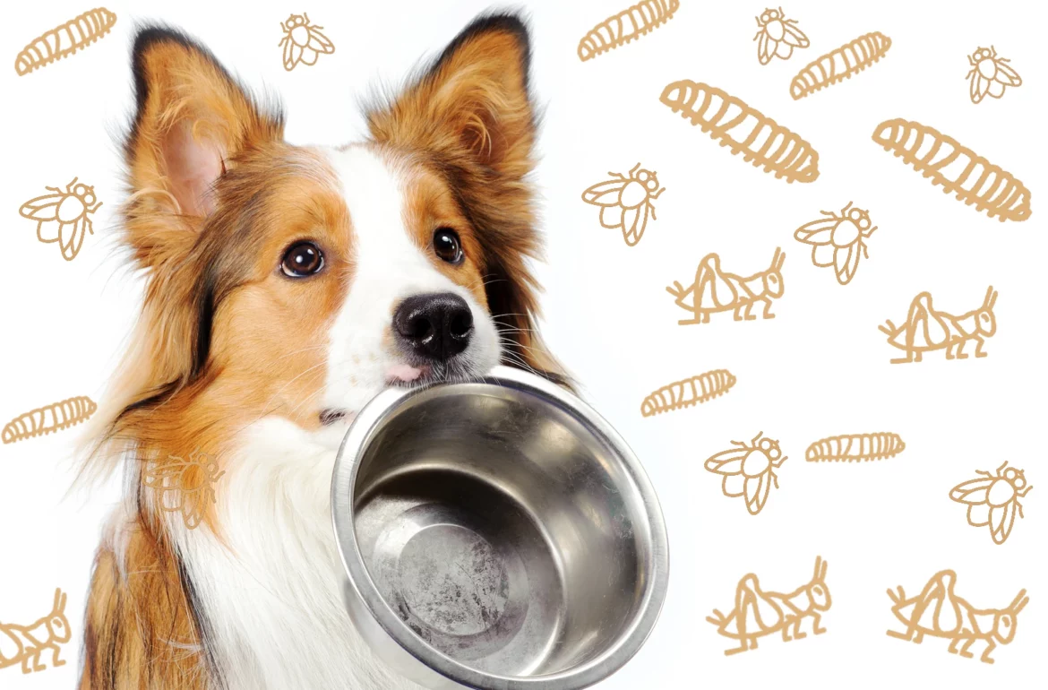 Dog carrying empty food bowl with insects in background