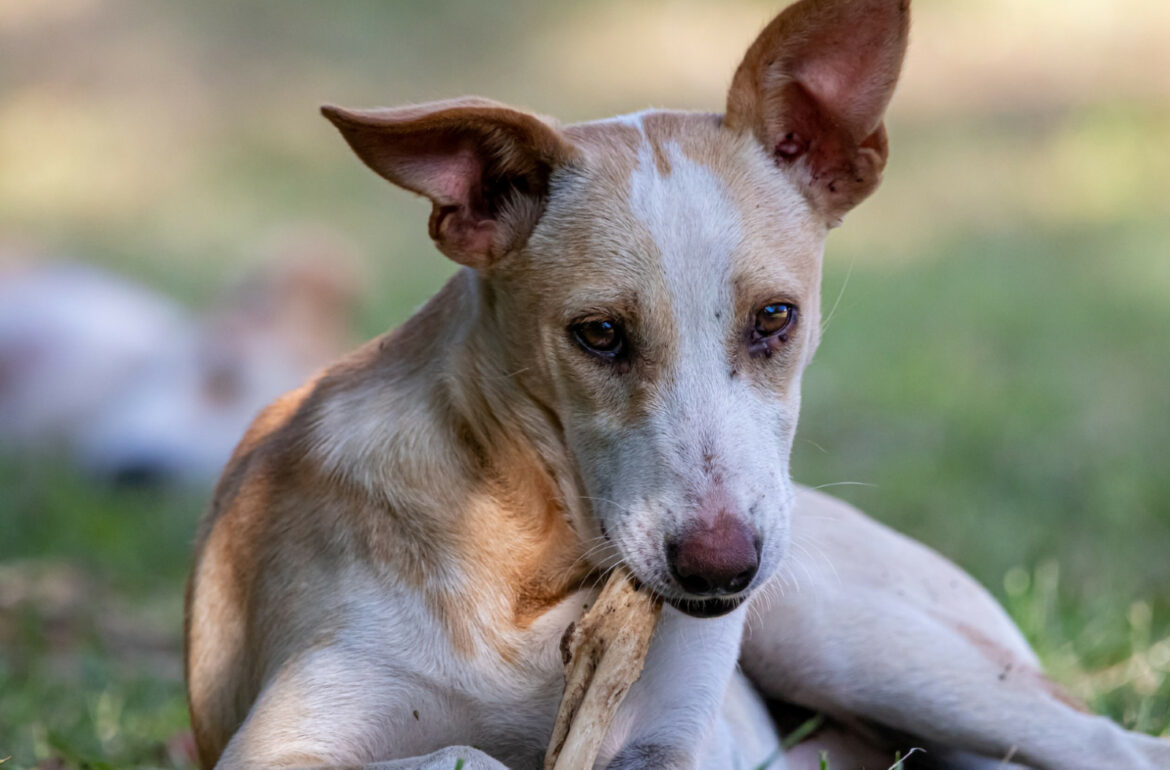 Dog chewing raw bone