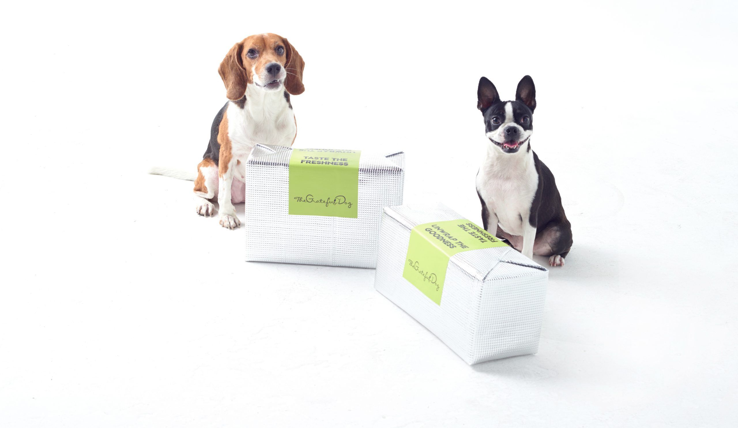 Beagle and Boston Terrier Sitting Down