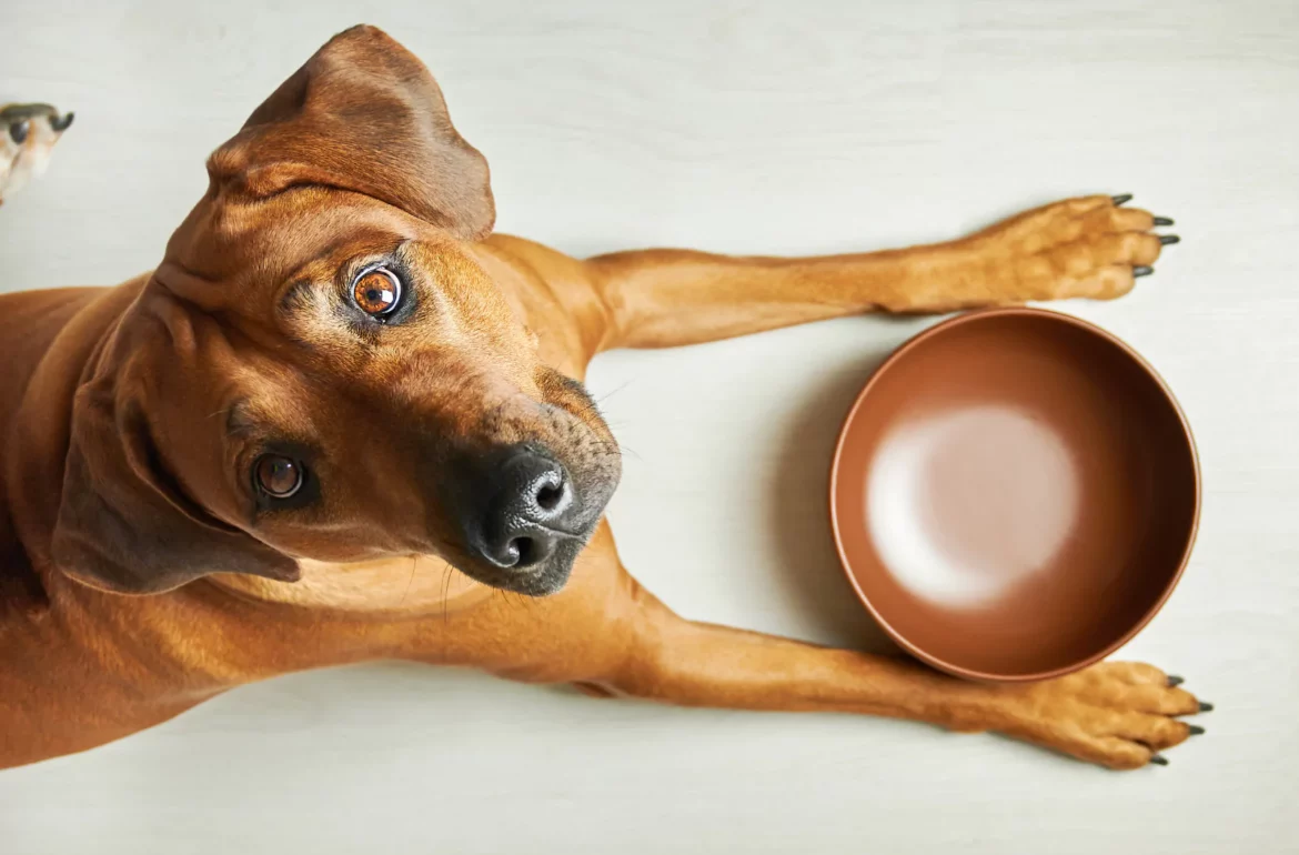 dog looking up at human waiting for food