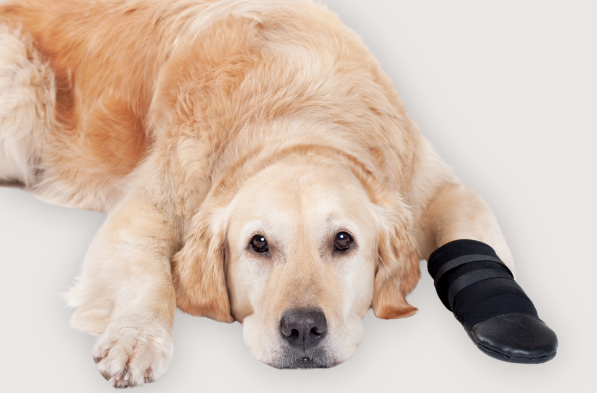 Injured golden retriever lying down