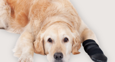 Injured golden retriever lying down