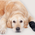 Injured golden retriever lying down