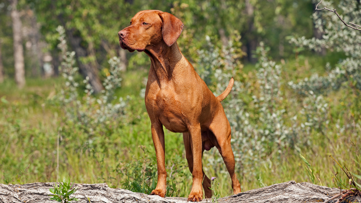 Muscular dog standing up