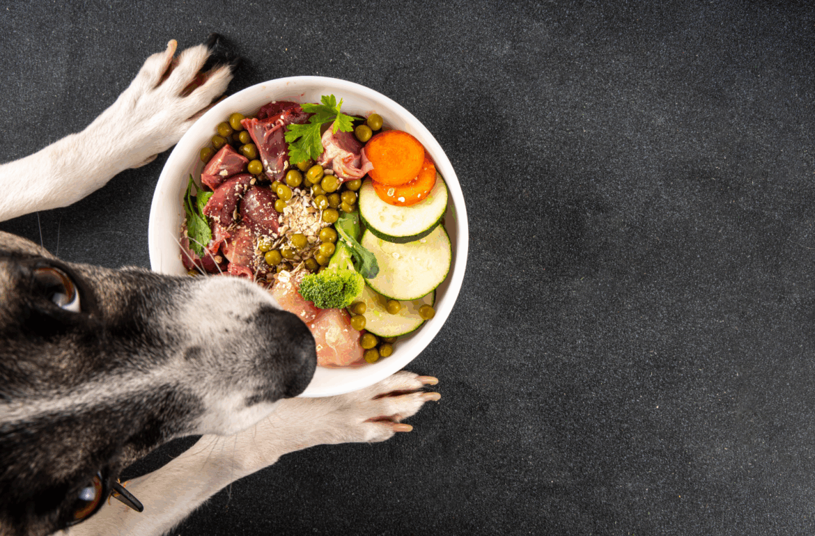 Dog looking upwards with a bowl of raw dog food containing offal organ meat