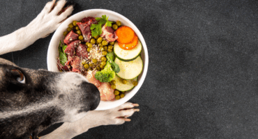 Dog looking upwards with a bowl of raw dog food containing offal organ meat