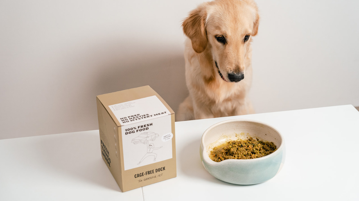Dog looking down at The Grateful Pet's duck meat in a bowl