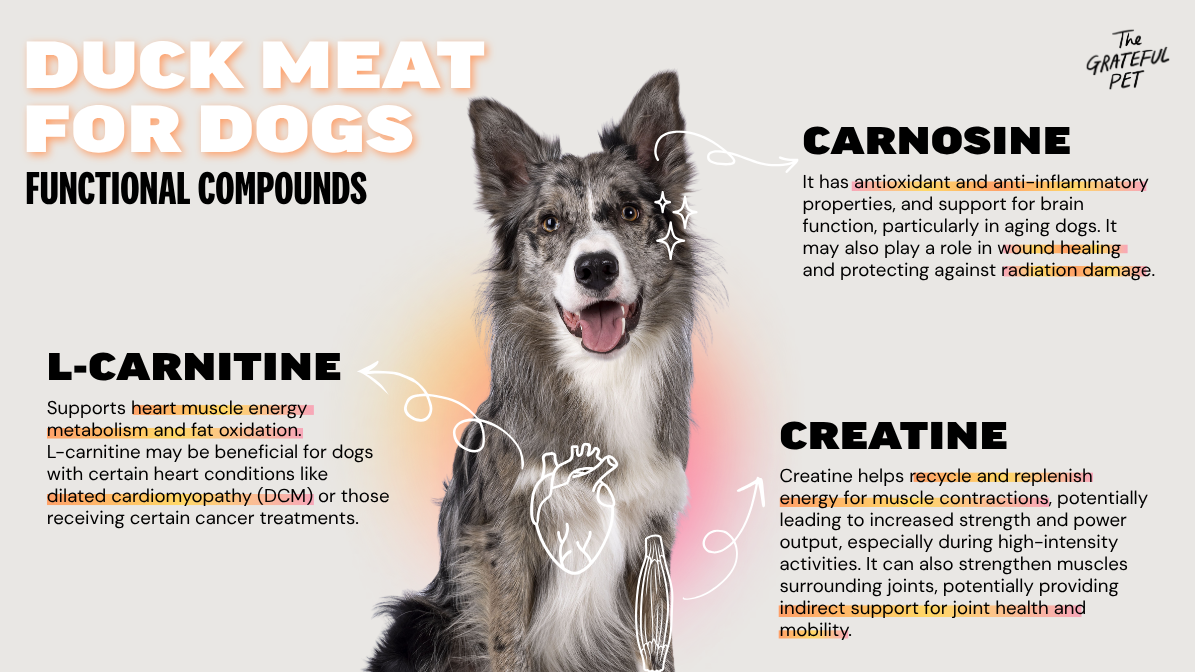 Infographic on benefits of duck meat for dogs