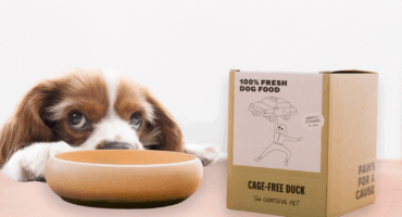 Dog peering over table with The Grateful Pet's cage-free duck for dogs