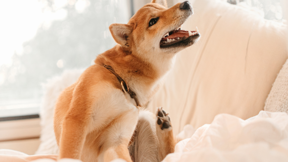 Shiba Inu Scratching Itch